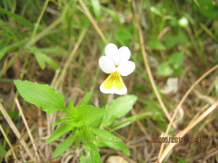IMG_4536 - Flori de camp in mai