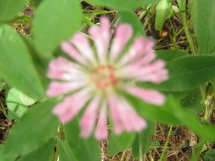 IMG_4540 - Flori de camp in mai