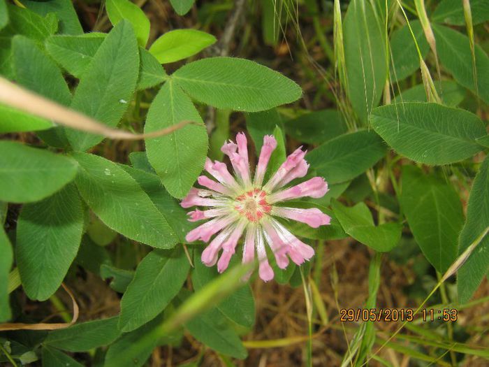 IMG_4541 - Flori de camp in mai