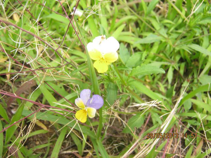 IMG_4542 - Flori de camp in mai