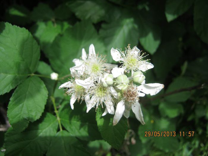 IMG_4543 - Flori de camp in mai