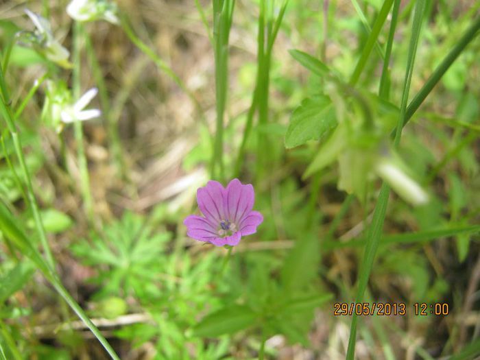 IMG_4545 - Flori de camp in mai