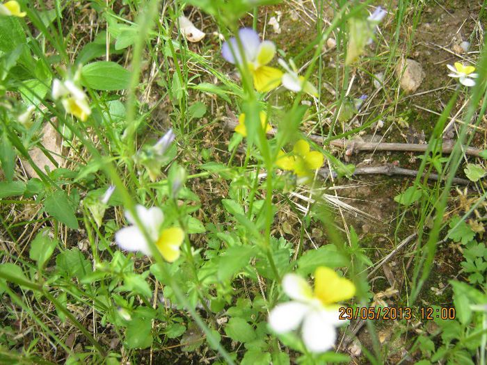 IMG_4546 - Flori de camp in mai