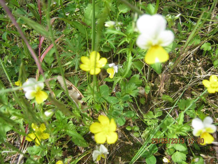 IMG_4547 - Flori de camp in mai