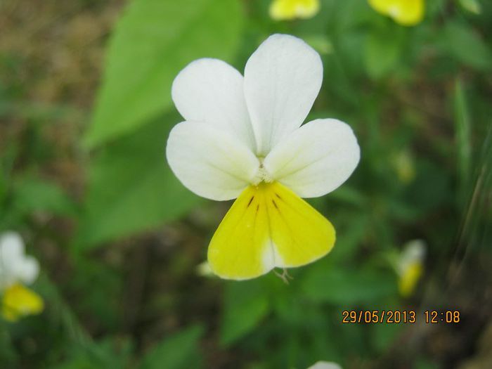 IMG_4561 - Flori de camp in mai