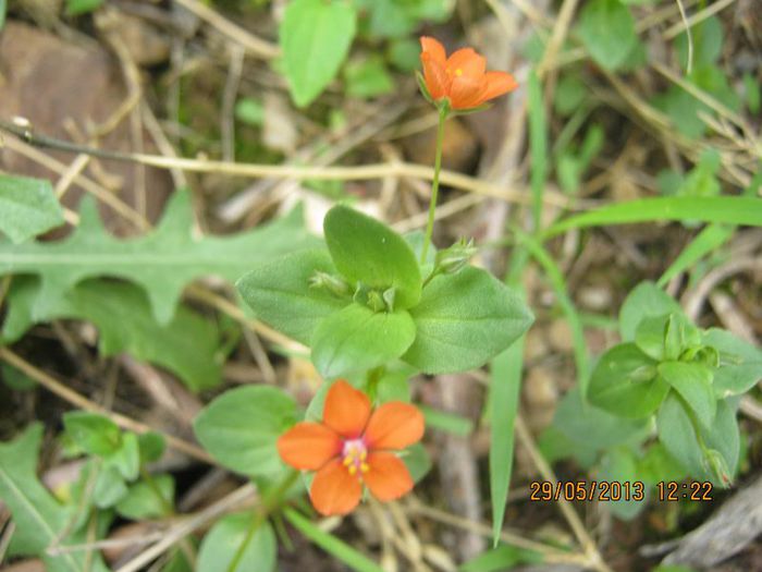 IMG_4562 - Flori de camp in mai