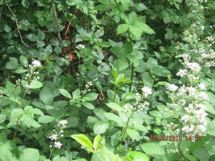 IMG_4568 - Flori de camp in mai