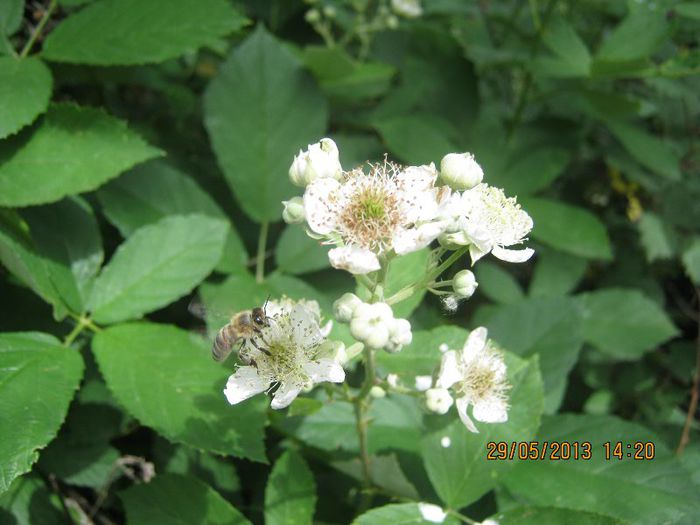 IMG_4569 - Flori de camp in mai