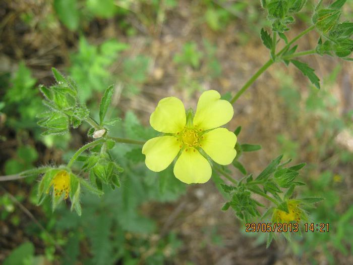 IMG_4570 - Flori de camp in mai