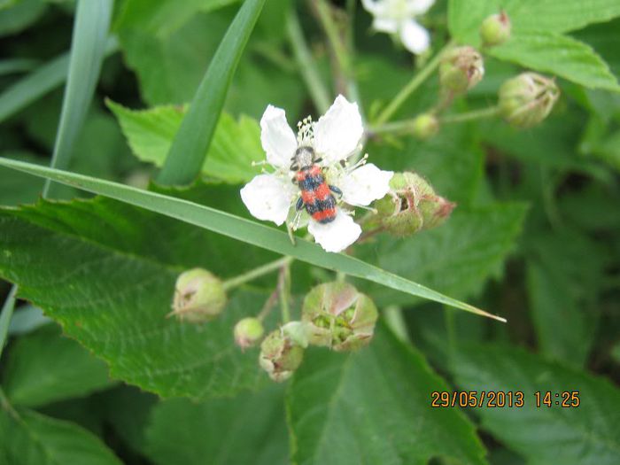 IMG_4572 - Flori de camp in mai