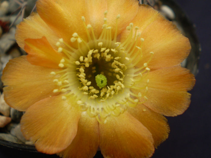 Acanthocalycium aurantiacum - Acanth 2013