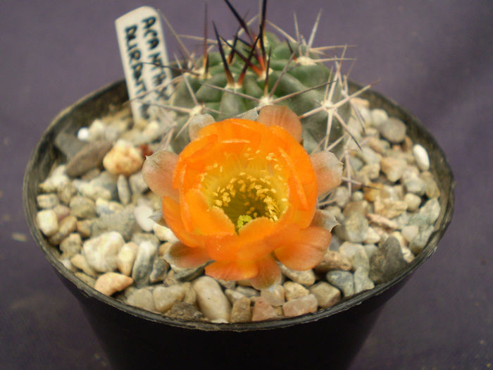 Acanthocalycium aurantiacum