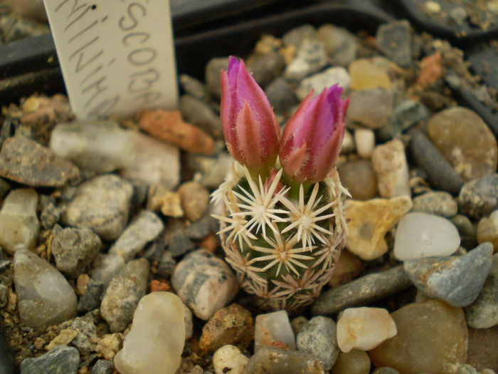 Escobaria minima