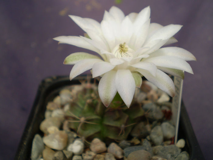 Gymnocalycium  damsii - Gymno 2013