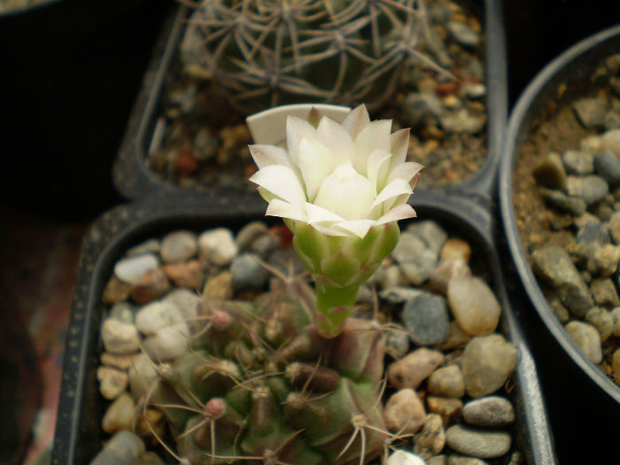 Gymnocalycium  damsii - Gymno 2013