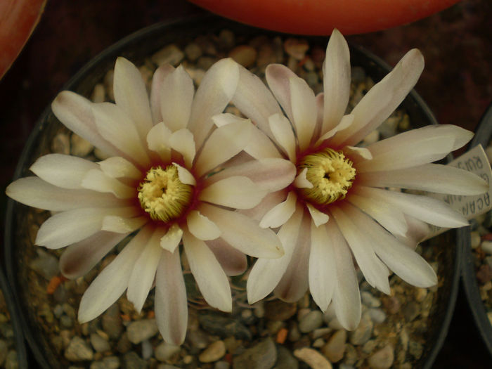 Gymnocalycium  necunoscut