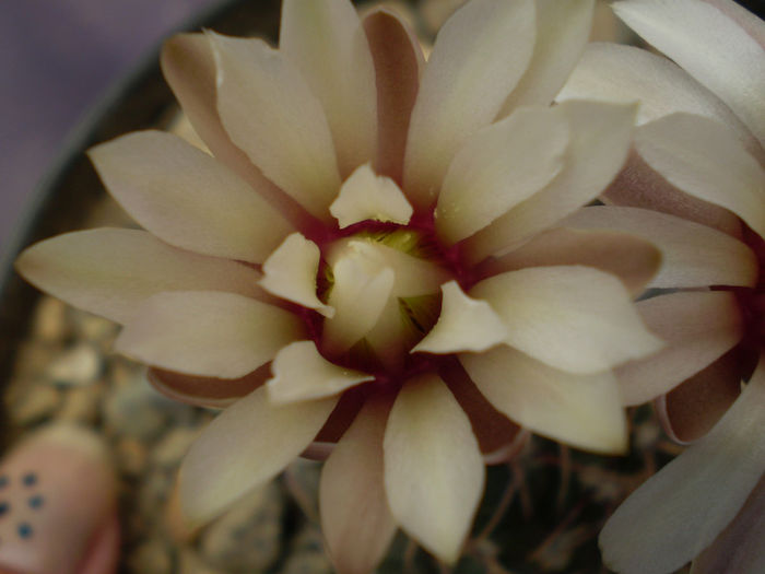 Gymnocalycium  necunoscut - Gymno 2013