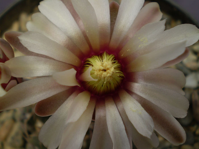 Gymnocalycium  necunoscut