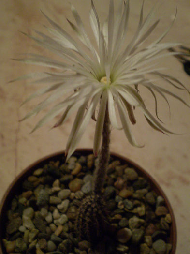 Setiechinopsis mirabilis - Alte specii 2013