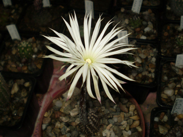 Setiechinopsis mirabilis
