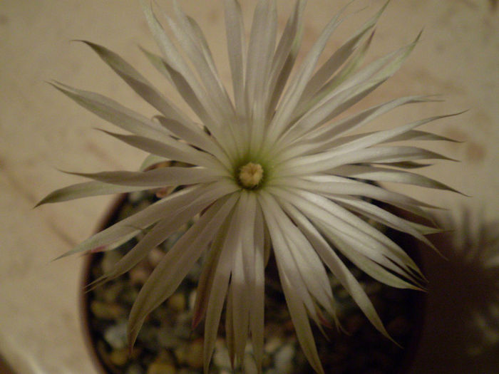 Setiechinopsis mirabilis - Alte specii 2013