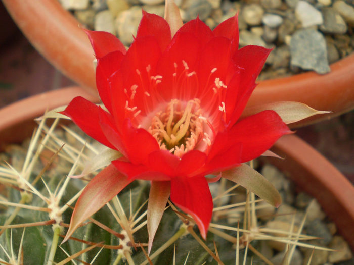 Lobivia acanthoplegma v patula