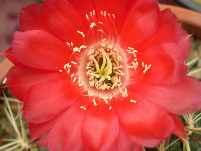 Lobivia acanthoplegma v patula