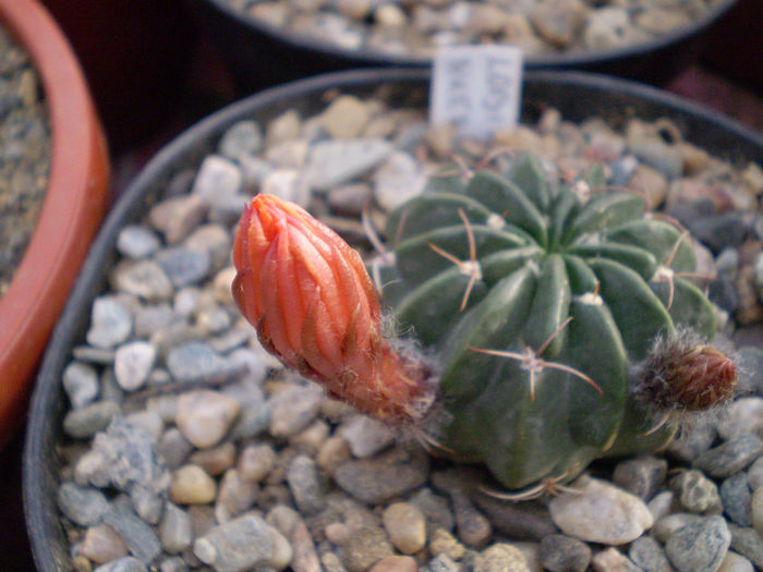 Lobivia akersii - Lobivia 2013