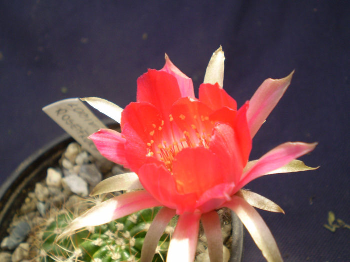 Lobivia roseiflora