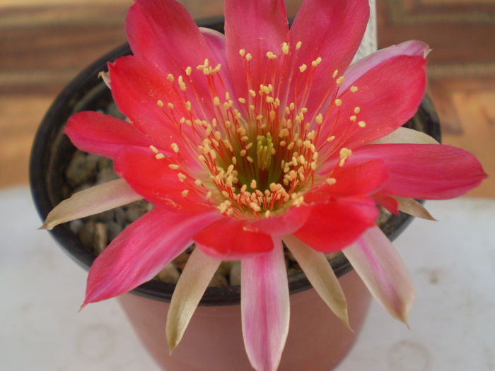 Lobivia roseiflora - Lobivia 2013