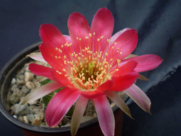 Lobivia roseiflora - Lobivia 2013