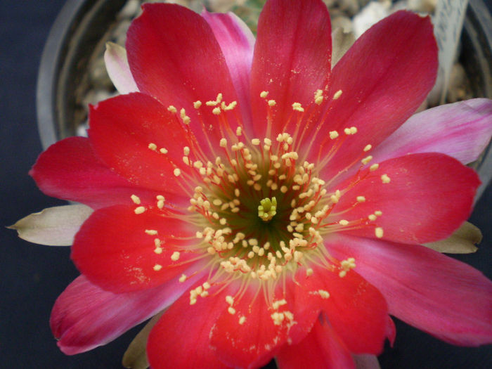 Lobivia roseiflora