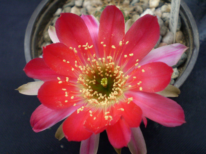 Lobivia roseiflora - Lobivia 2013