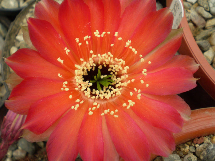 Lobivia sublimiflora