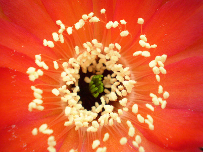 Lobivia sublimiflora - Lobivia 2013