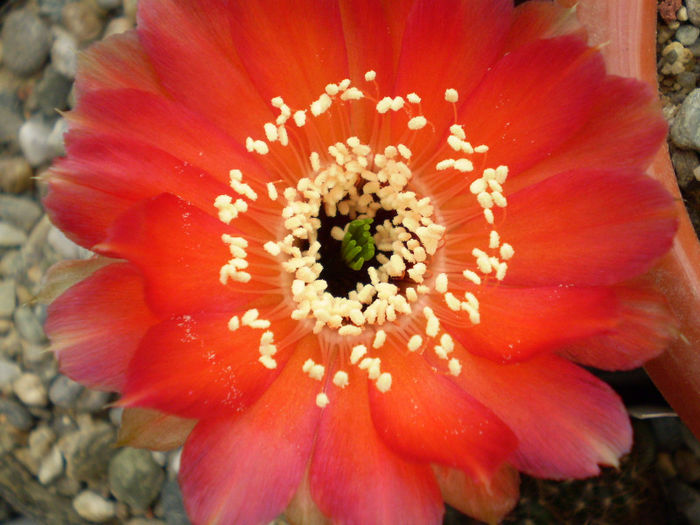 Lobivia sublimiflora