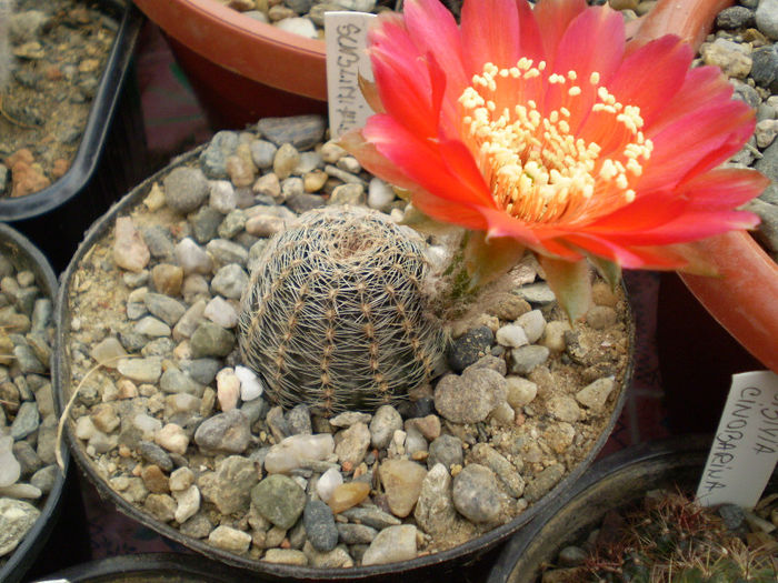 Lobivia sublimiflora