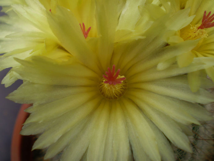 Notocactus scopa - Noto 2013