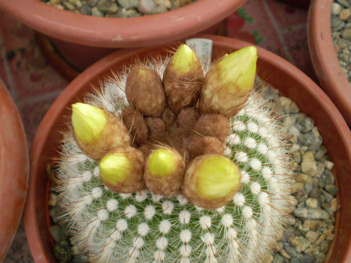 Notocactus scopa