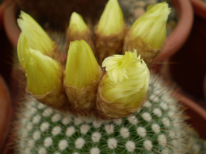 Notocactus scopa - Noto 2013