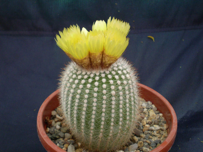 Notocactus scopa