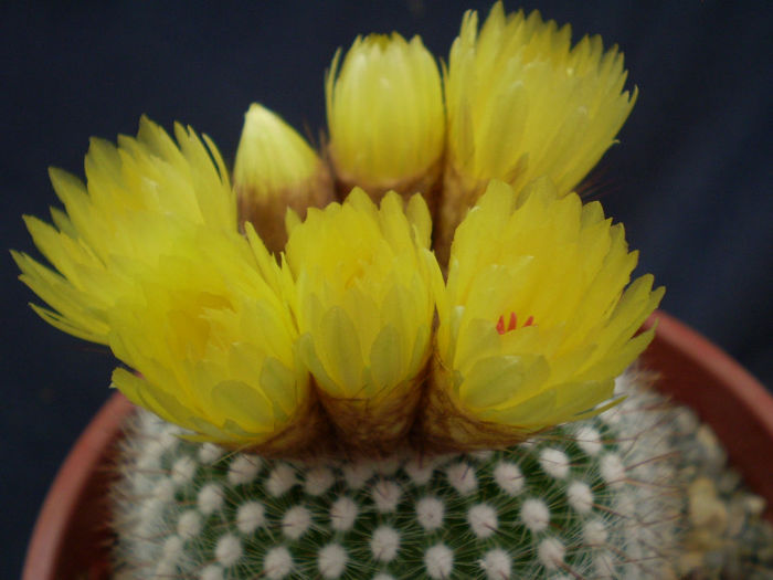 Notocactus scopa - Noto 2013