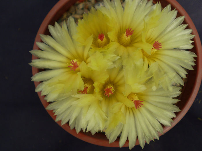 Notocactus scopa - Noto 2013