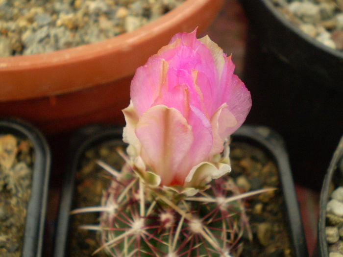 Thelocactus bicolor - Thelocactus 2013