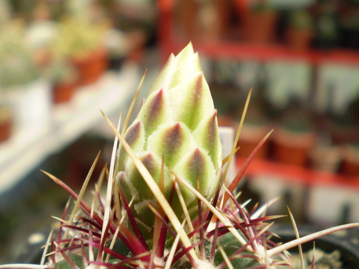 Thelocactus bicolor