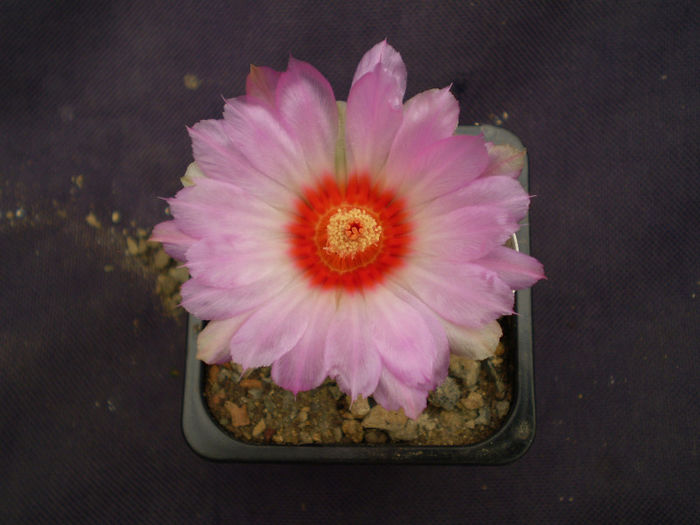 Thelocactus bicolor