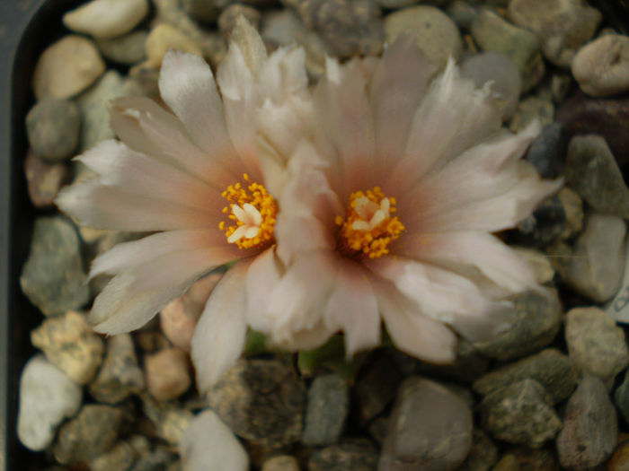 Turbinicarpus klinkerianus