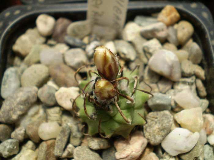 Turbinicarpus klinkerianus - Turbini 2013