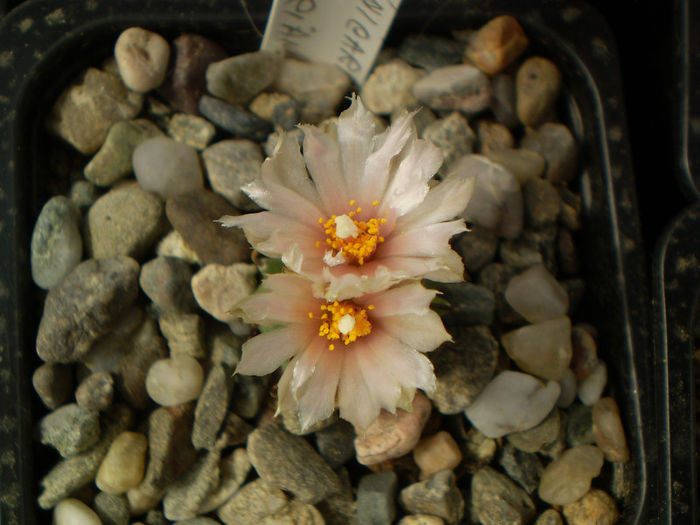 Turbinicarpus klinkerianus - Turbini 2013