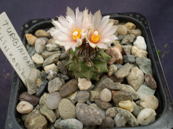 Turbinicarpus klinkerianus